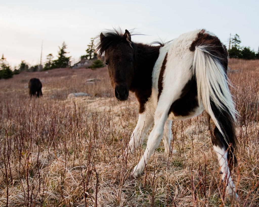 Grayson Highland Pony Grayson Highland Pony