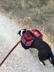 Hiking Trails at Ink Lake