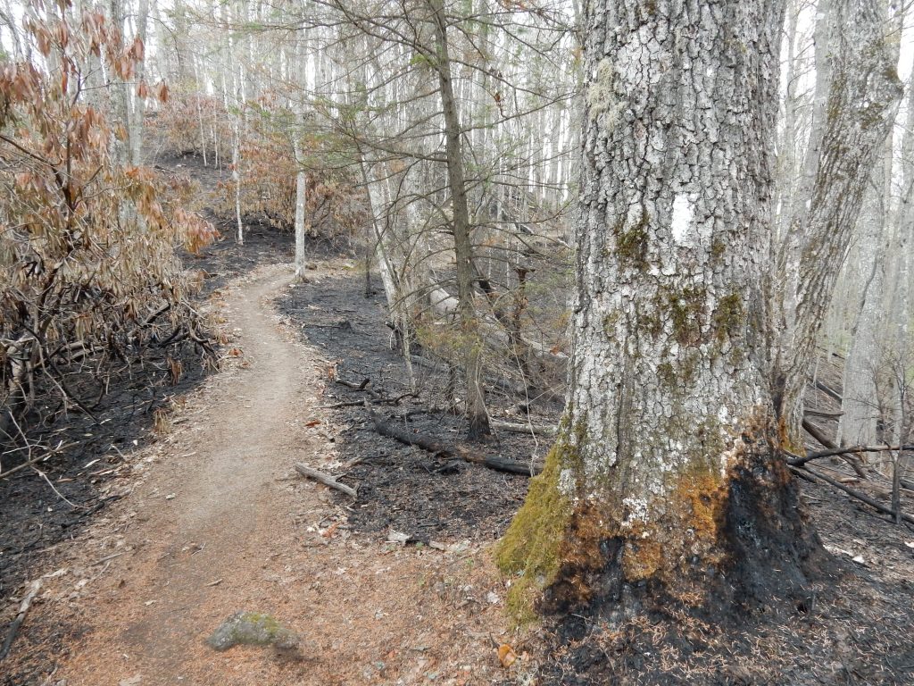 Wildfires burned 1700 acres <2 weeks before we came through. This is what the trail looks like north of Moreland shelter for several miles.