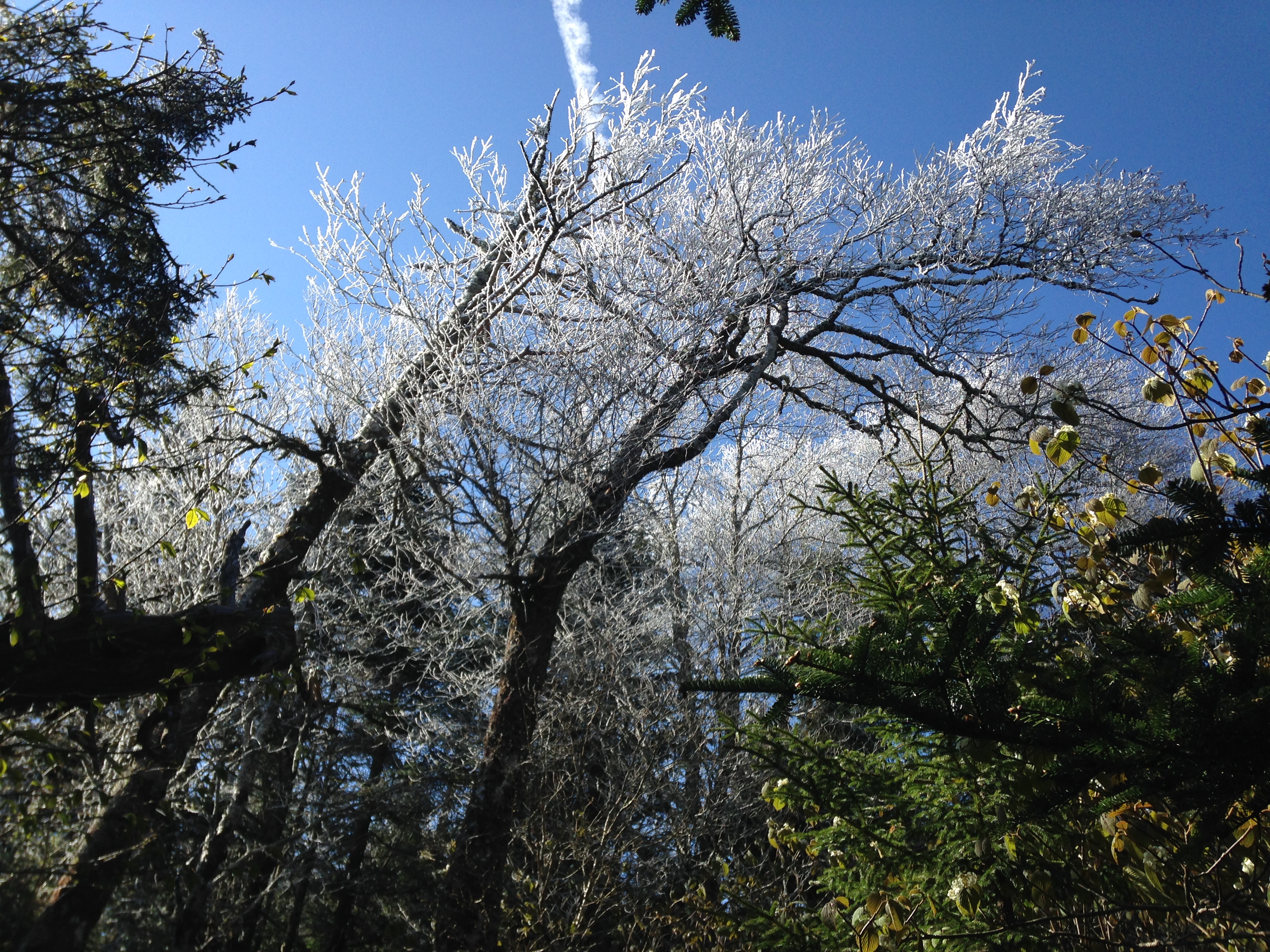 Ice on the pines. Just another May in the Smokies.