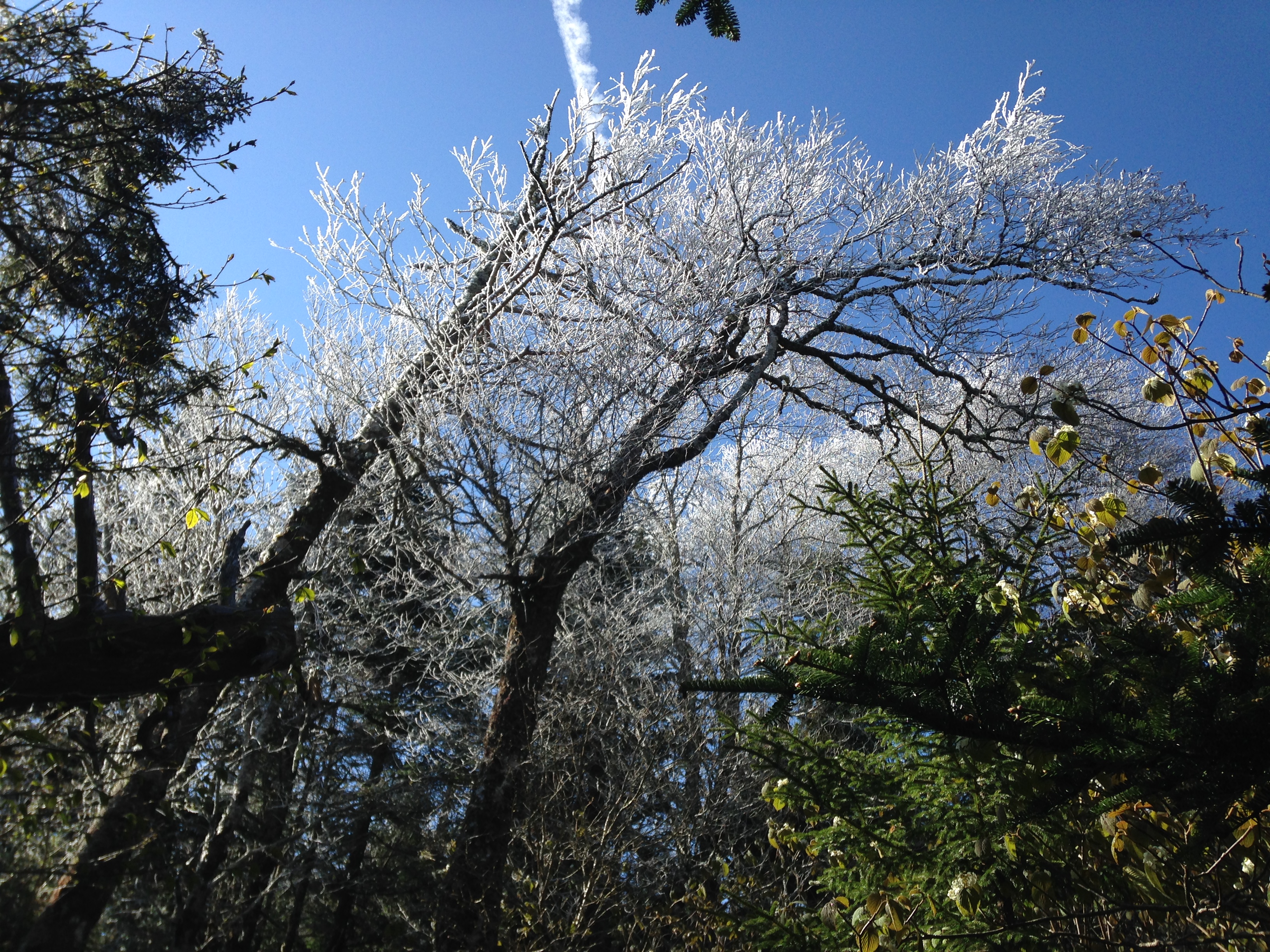 Ice on the pines. Just another May in the Smokies. 