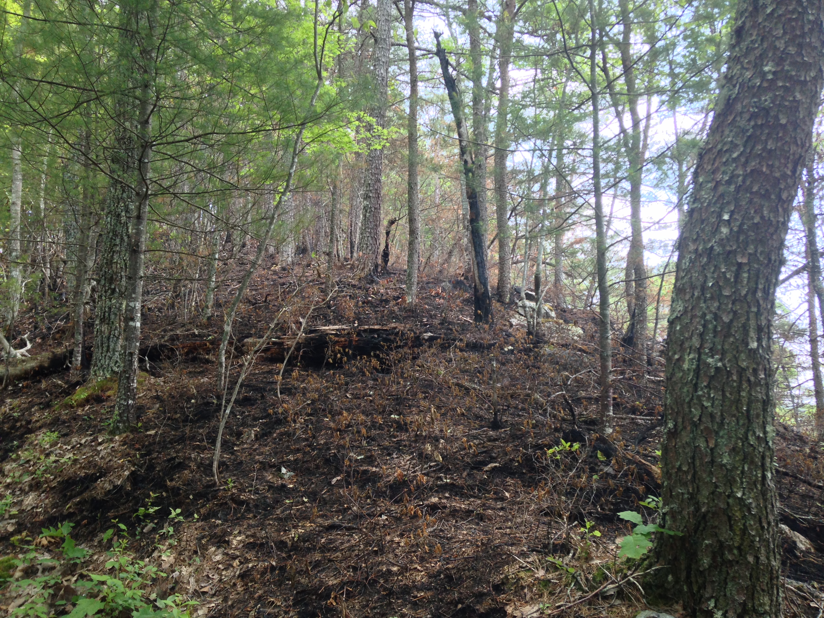 Some burn damage on the trail.