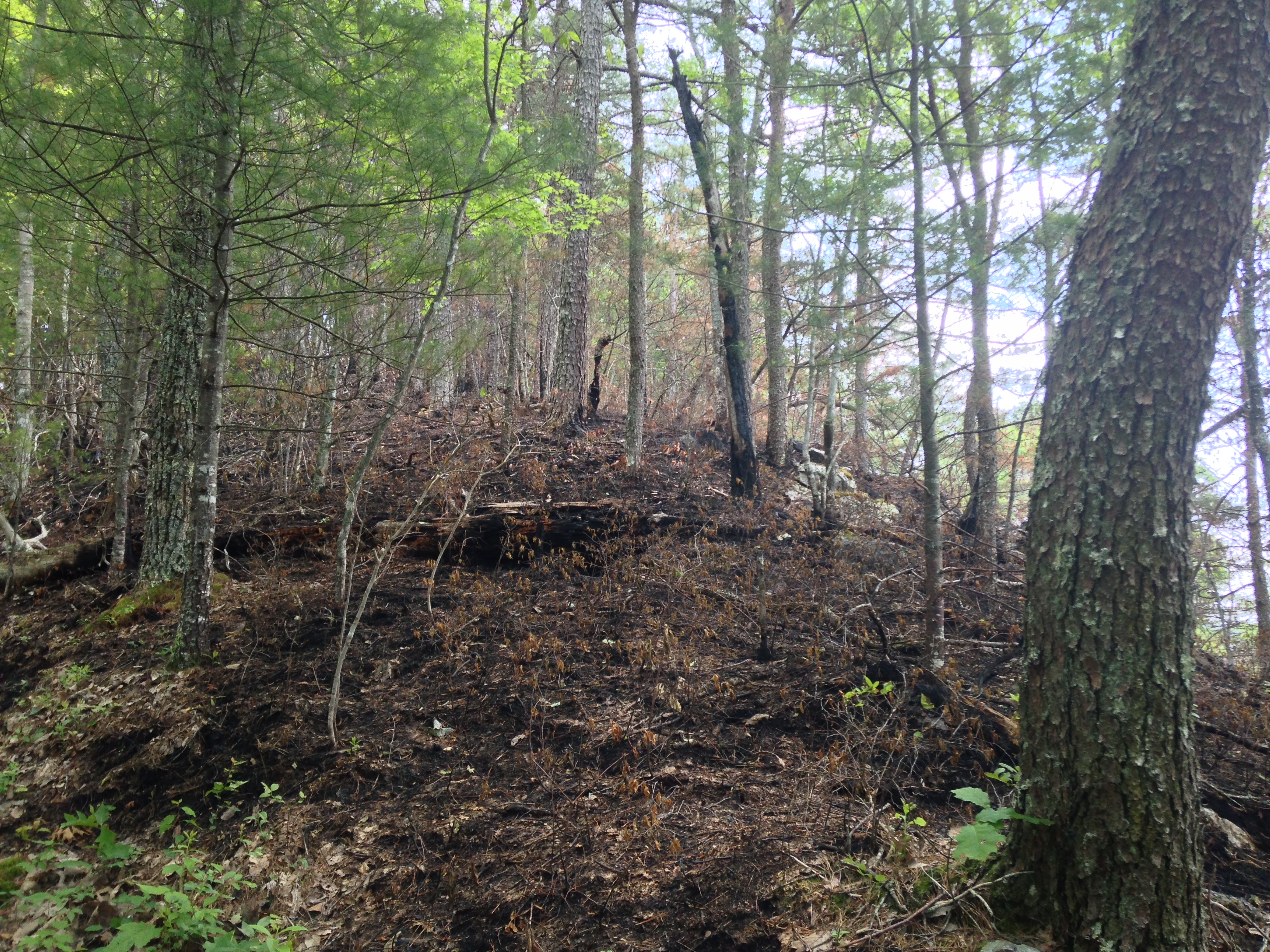 Some burn damage on the trail. 