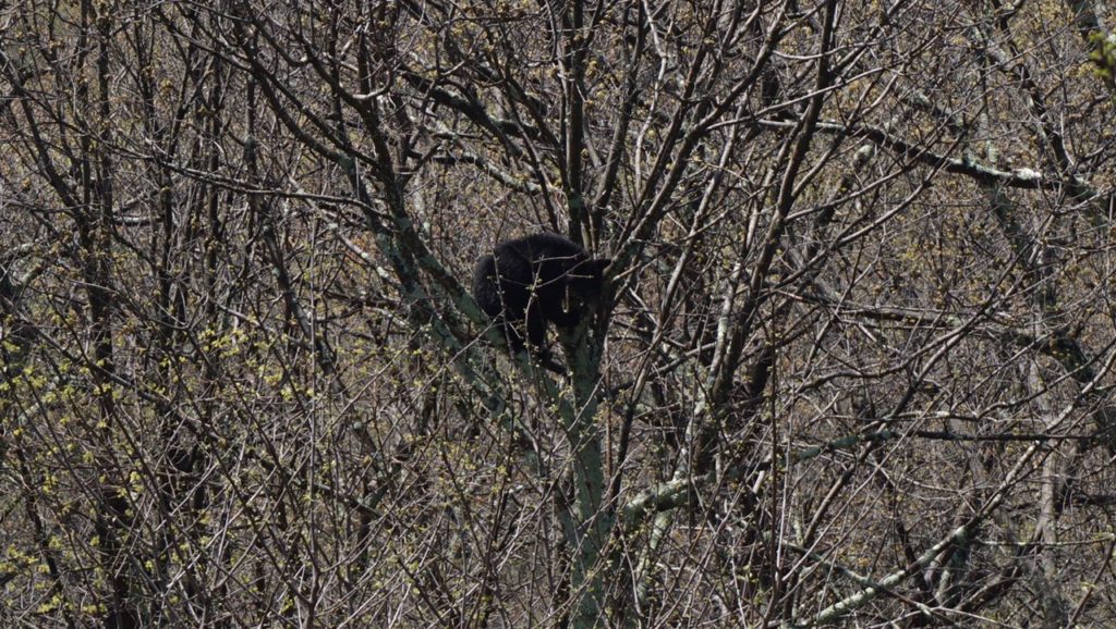 black bear shenandoah