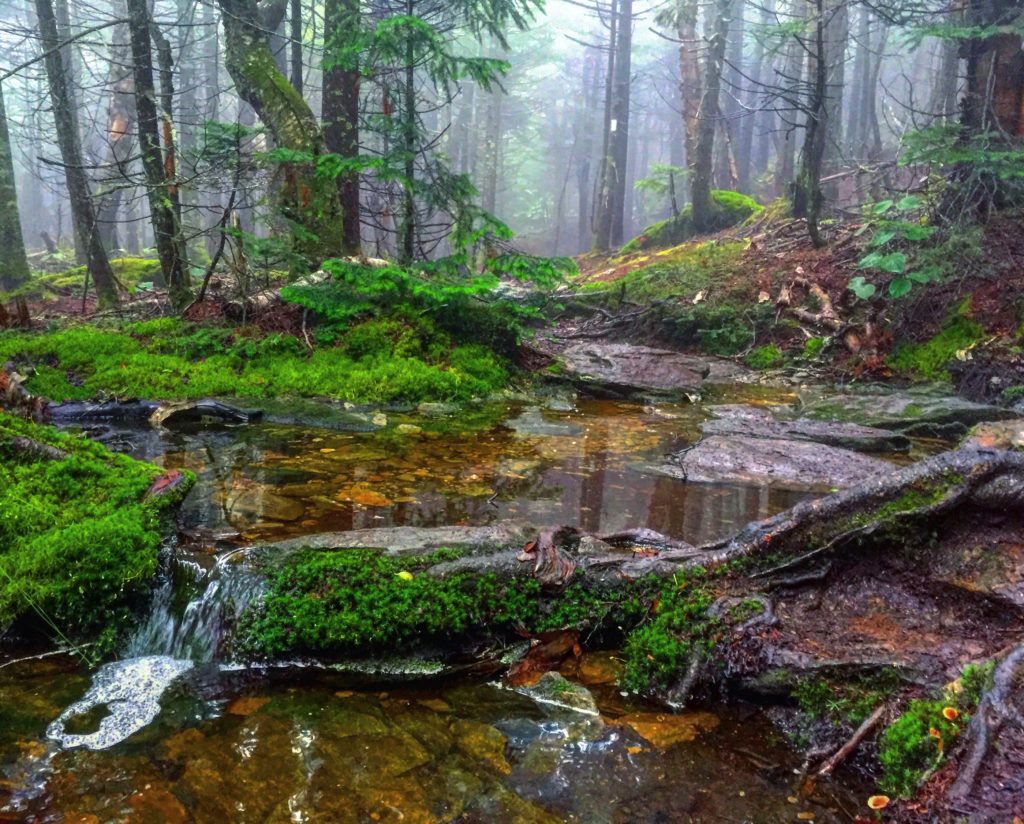 The ascent up Greylock was foggy and soggy... a stream was running literally down the trail.