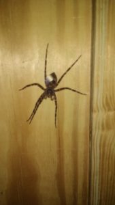 Bilbo would have been far more forgiving in the forest of Mirkwood if he'd spent the previous week being chewed up by giant flies