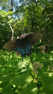 I'd like to include a picture of Reading Rainbow's LeVar Burton, but he's not out here, so here's a picture of a butterfly instead