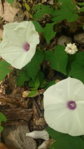 I am not including a picture of my scratched up and bleeding legs, instead here's some flowers from beside the Trail. You're welcome. 