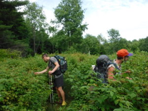 Sometimes it is nice to stop for a blueberry break or two!