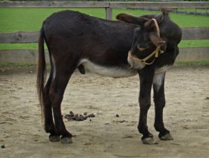 mule-1516991_960_720