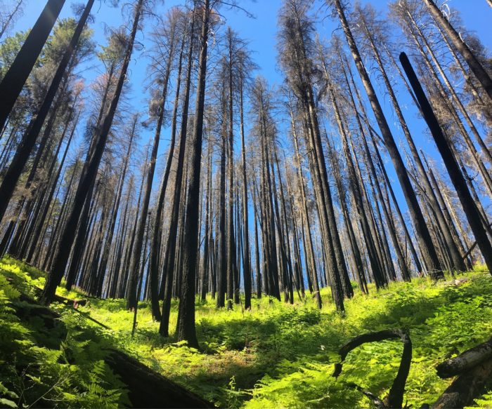 trees in burned forest