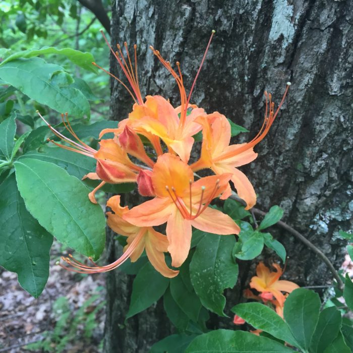 Orange blossoms in North Carolina