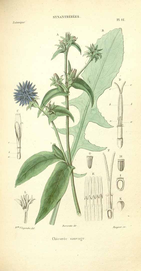 10 wild edible plants - Chicory