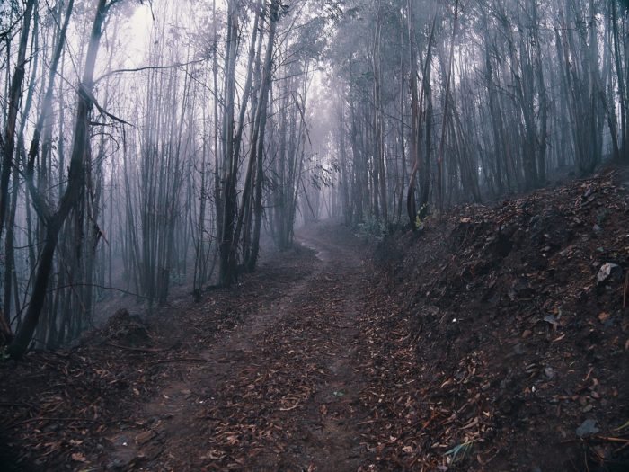 forest en centro, portugal