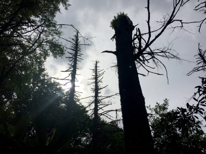 Trees on the Appalachian Trail