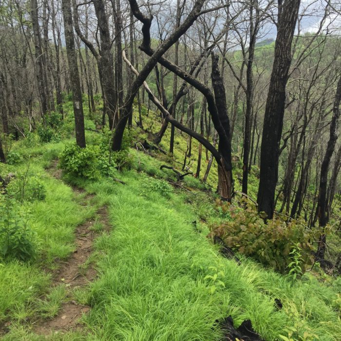 Ridge walk North Carolina Appalachian Trail