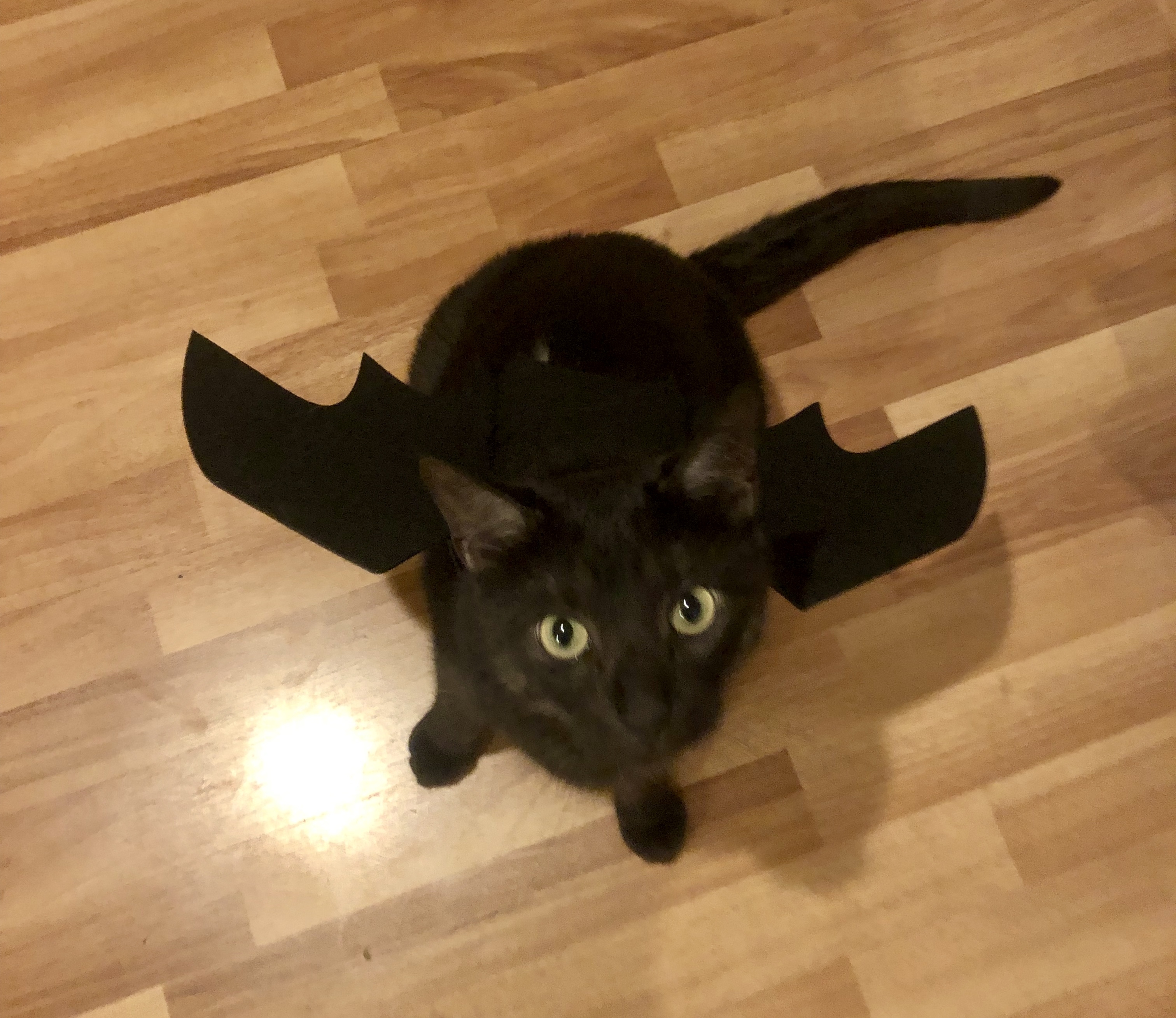 maggie Slepian PCT cat maggie Slepian PCT cat
