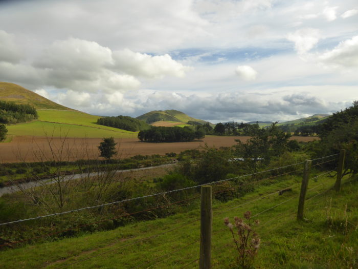 Cheviots