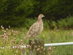 A baby pheasant!