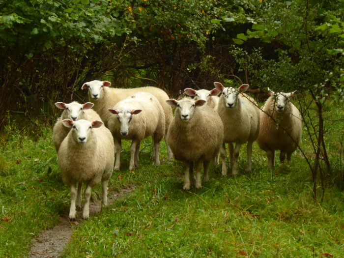 A parade of cheviot sheepies!