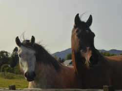 HORSES (Highland Ponies.)