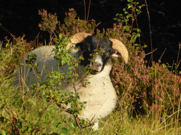 Insert sheep here because Scotland has a bazillion sheep.