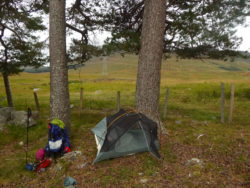 Pinecone Camp