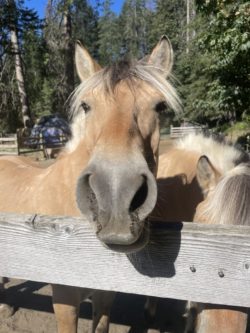 A horse faces the camera across a fence.