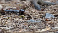 Sir Issac Newt-n or salamander the great