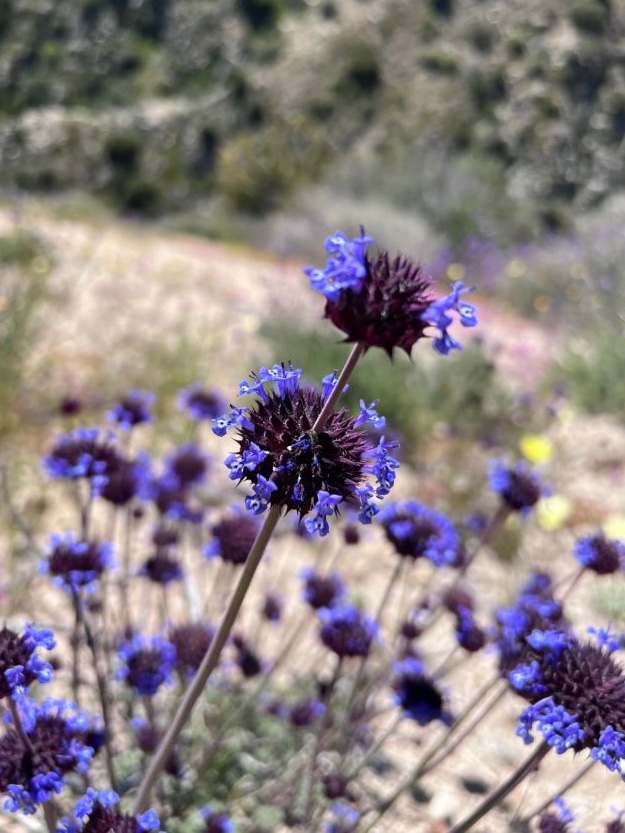 Edible Plants You Can Harvest While Hiking the Pacific Crest Trail – Garage  Grown Gear