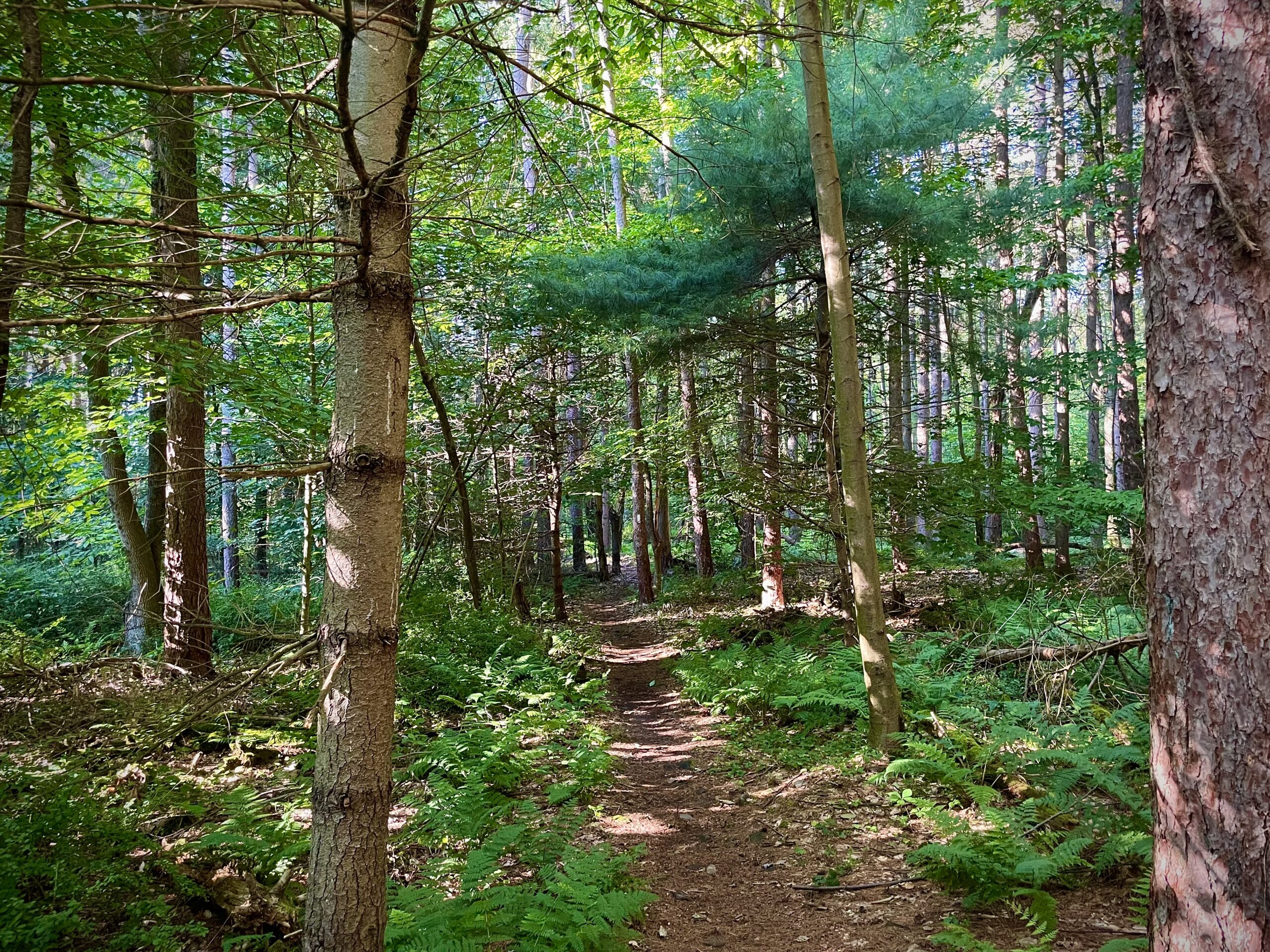 Day 105 - Mosquitoes. The “Rocks” of New Jersey - The Trek