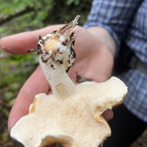 Hedgehog Mushroom fertile surface showcasing the toothlike spines.