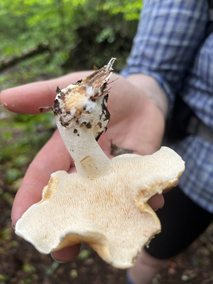Hedgehog Mushroom fertile surface showcasing the toothlike spines.