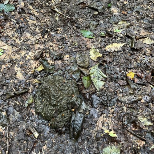 Fresh Bear Scat in the Adirondacks near Whitehouse Junction on the Northville Placid Trail