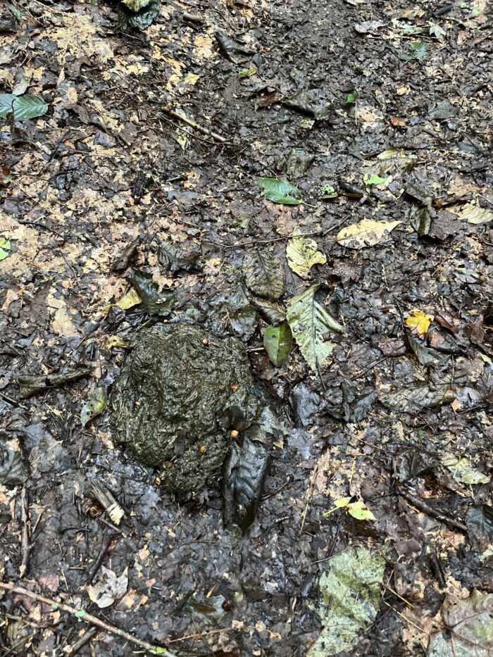 Fresh Bear Scat in the Adirondacks near Whitehouse Junction on the Northville Placid Trail