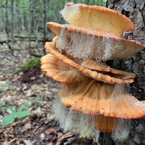 Chicken of the Woods with a beard?