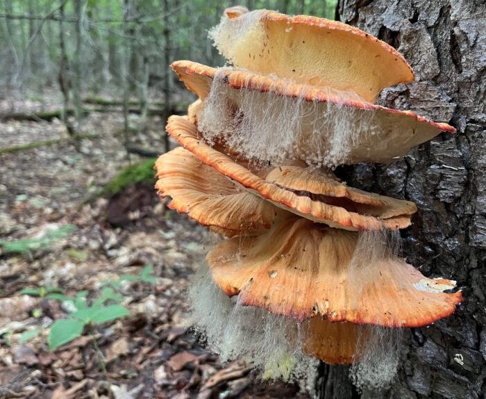 Chicken of the Woods with a beard?