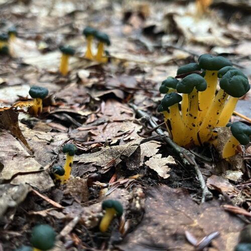 Green Jelly Babies Fungus just into the woods from Piseco headed NOBO