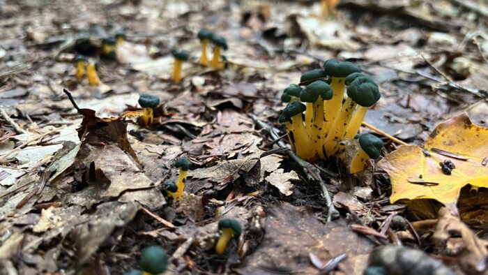Green Jelly Babies Fungus just into the woods from Piseco headed NOBO