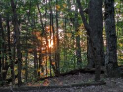 Sunset through trees