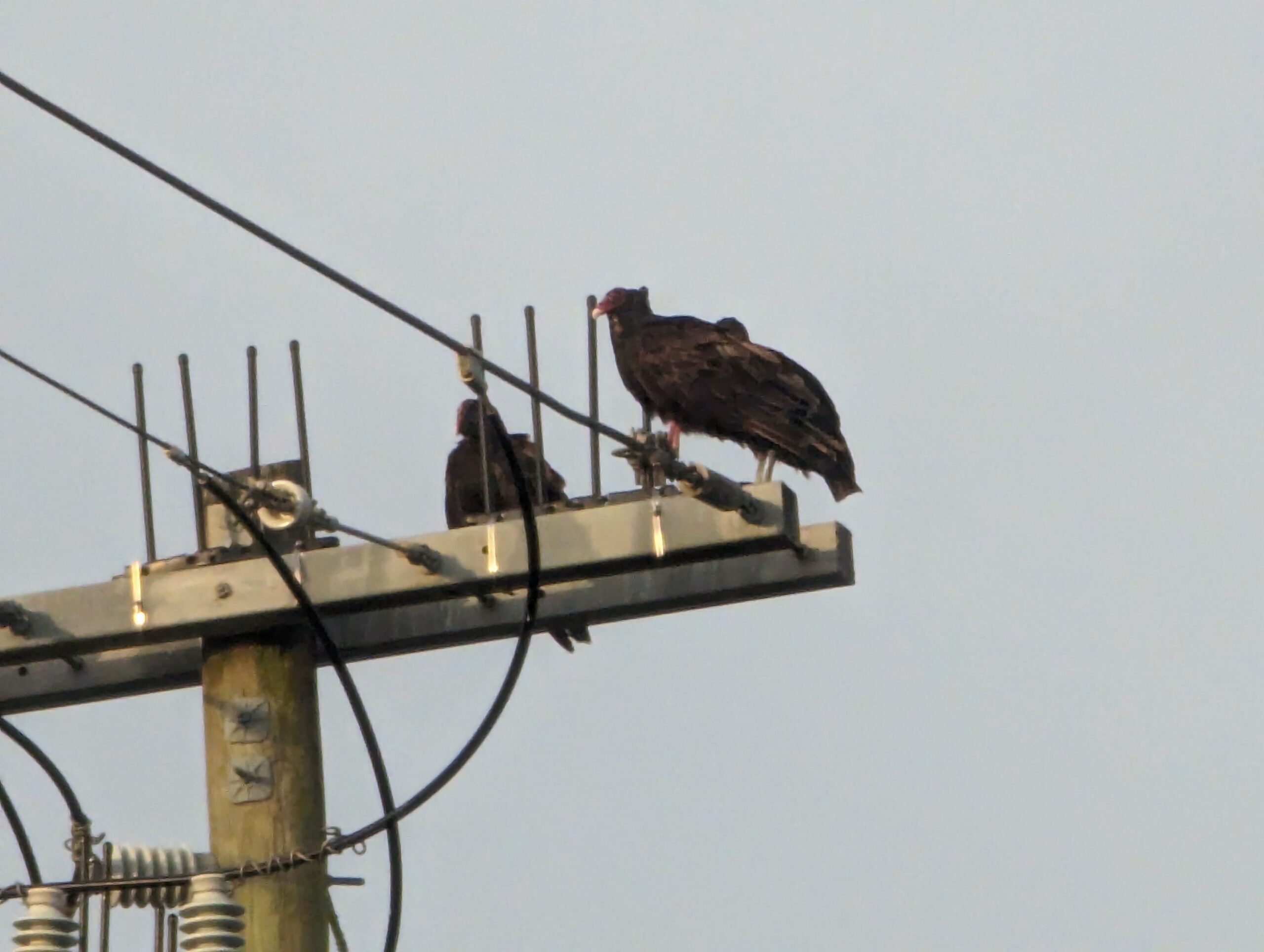 ビリヤードキューVULTURE Big Z Vulture