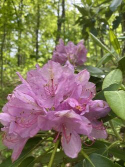 Rhododendron Blooms