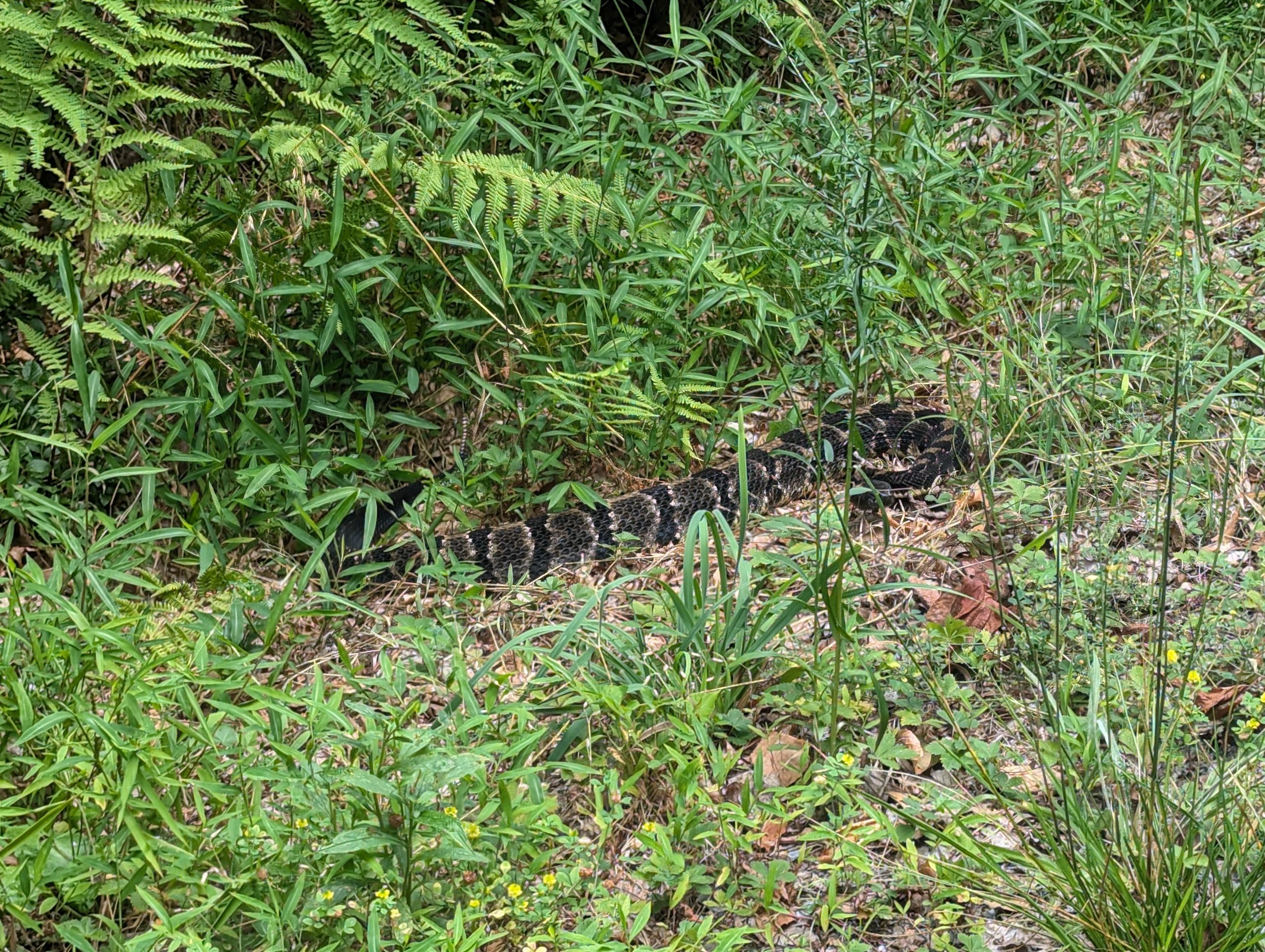 Sevec Rattlers Day 109 - Rattlers! - The Trek