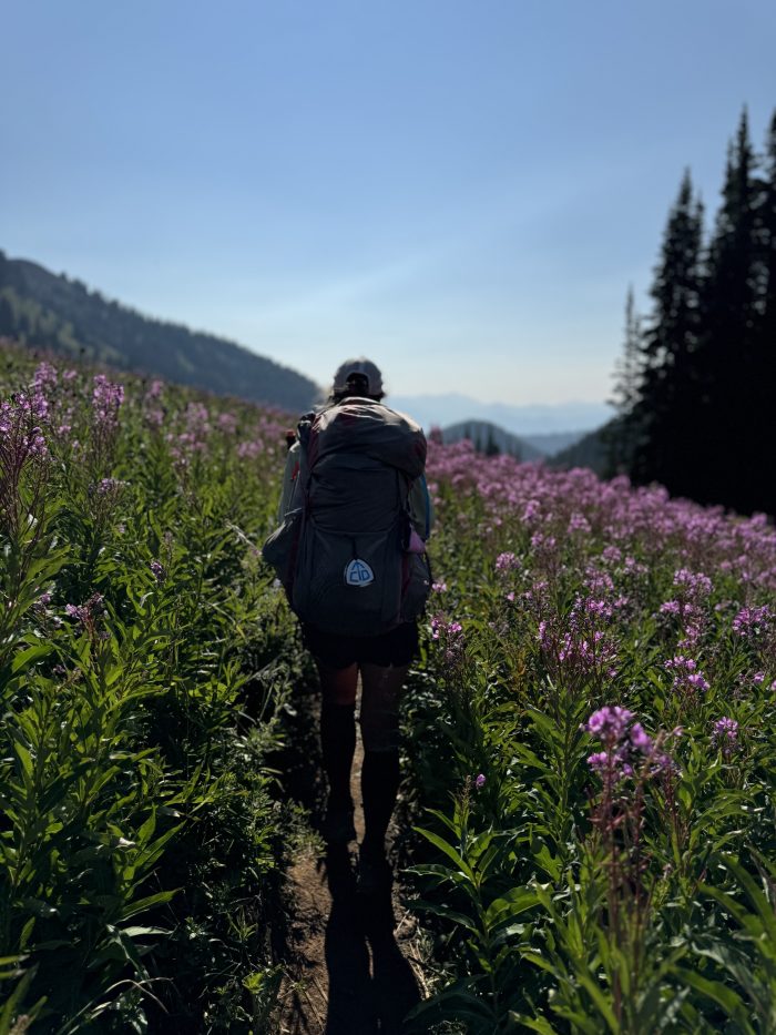 Walking through Fireweed Fields
