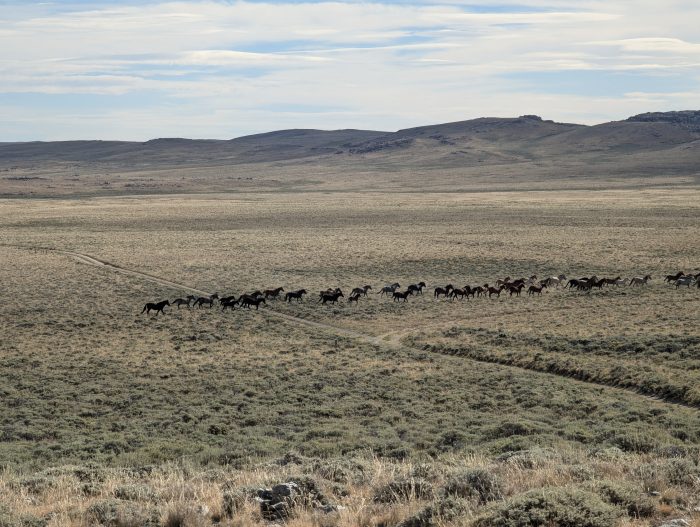 Feral horses