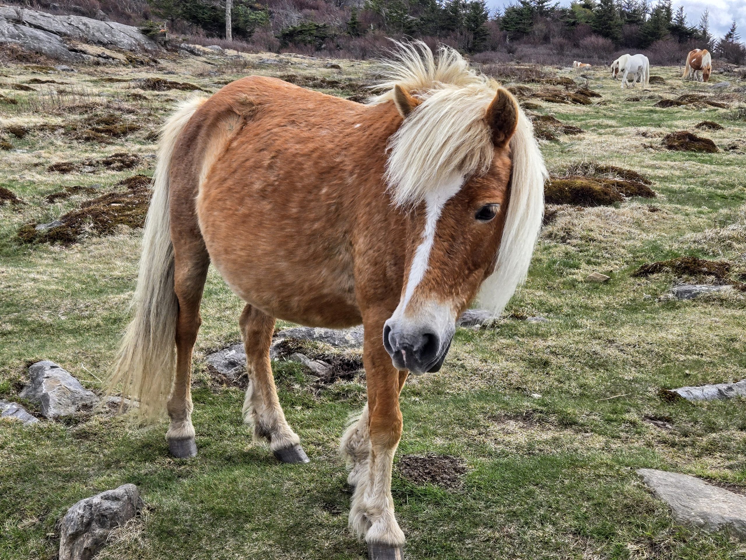 Day 11: Between a Rock and a Pony - The Trek