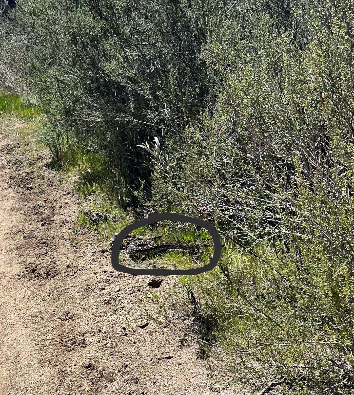 Rattle Snakes First Rattle 7 Firsts in the First 7 Days - The Trek