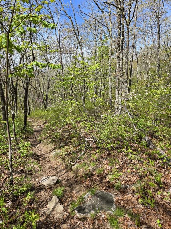El sendero a través del bosque de primavera