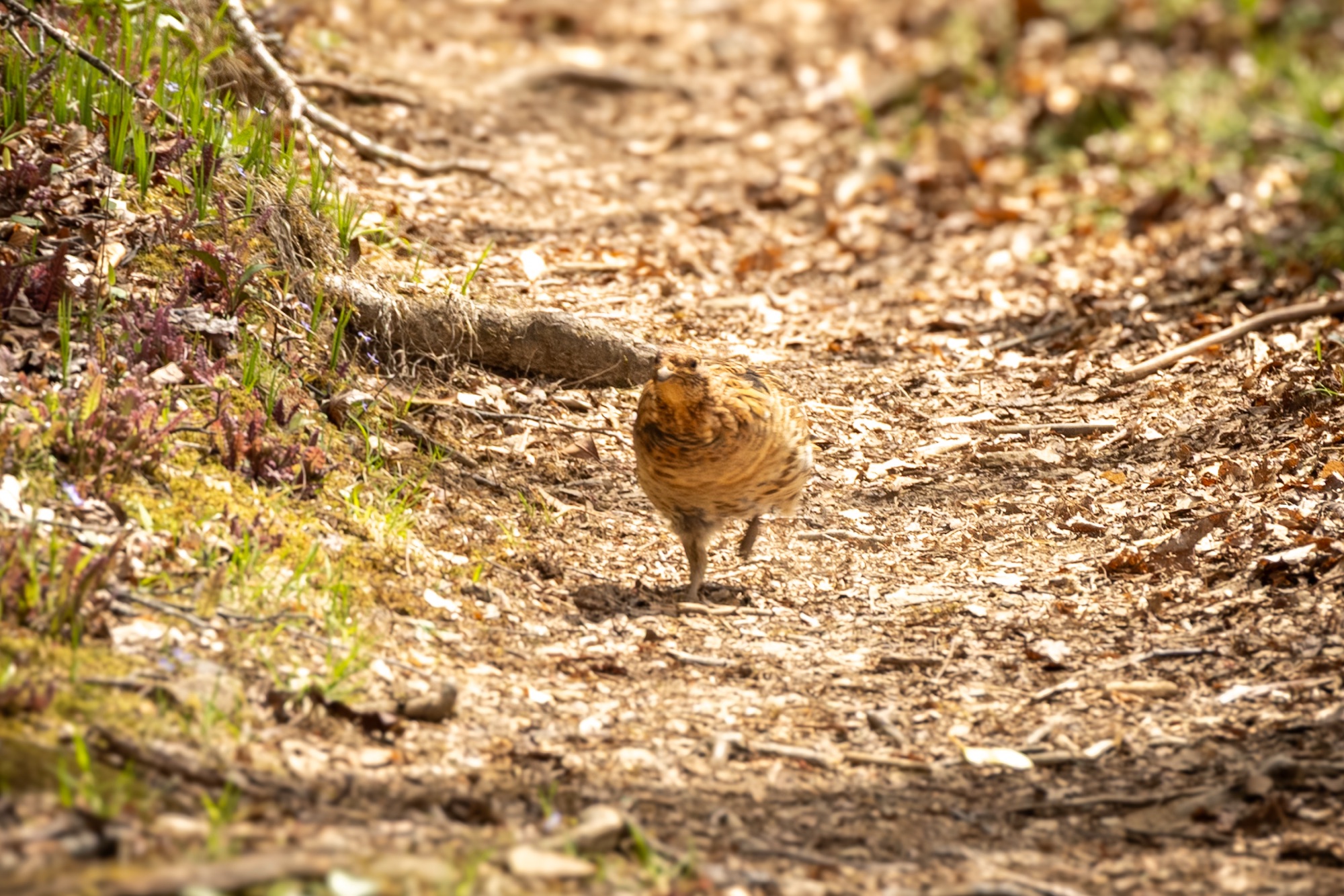 Days 13-15: Trail Sadness and Grouse Madness - Winding Stair Gap 
