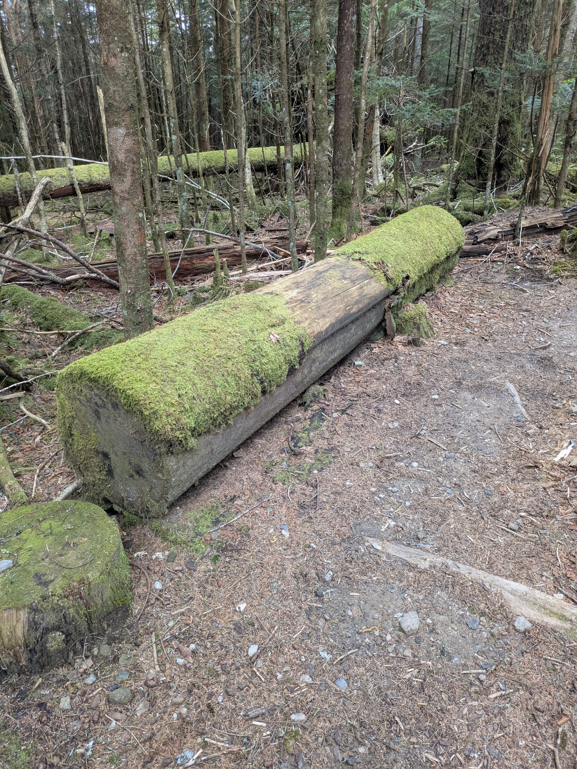 Troncos y musgo en el bosque.